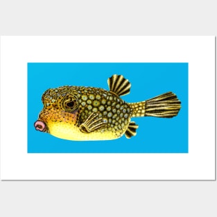 Yellow boxfish Posters and Art
